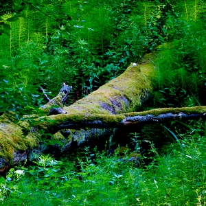 Arbre couché au milieu des plantes sauvages - Belgique  - collection de photos clin d'oeil, catégorie plantes